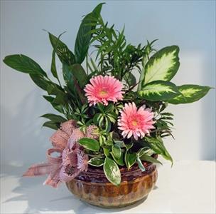 CISTELLES DE PLANTES VARIADES I ELS SEUS CURES