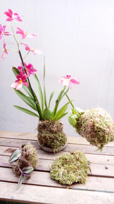 DECORATIVES KOKEDAMAS