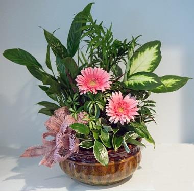 CISTELLES DE PLANTES VARIADES I ELS SEUS CURES