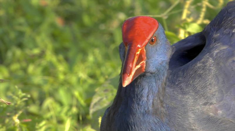 ÁREA DE SERVICIO PARA AVES